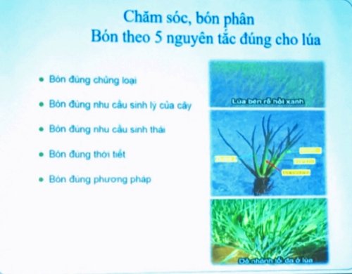 Ảnh bón phân 5 đúng.jpg